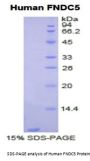 Human Fibronectin Type III Domain Containing Protein 5 (FNDC5) Protein
