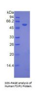 Human Fibrous Sheath Interacting Protein 1 (FSIP1) Protein