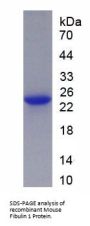 Mouse Fibulin 1 (FBLN1) Protein