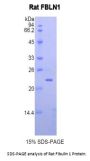 Rat Fibulin 1 (FBLN1) Protein