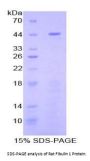 Rat Fibulin 1 (FBLN1) Protein