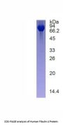 Human Fibulin 4 (FBLN4) Protein