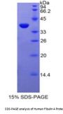 Human Fibulin 4 (FBLN4) Protein