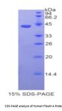 Human Fibulin 4 (FBLN4) Protein
