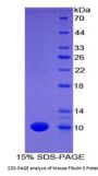 Mouse Fibulin 5 (FBLN5) Protein