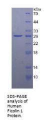 Human Ficolin 1 (FCN1) Protein
