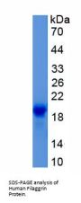 Human Filaggrin (FLG) Protein