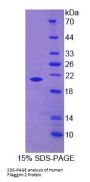 Human Filaggrin 2 (FLG2) Protein