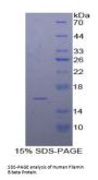 Human Filamin B Beta (FLNb) Protein