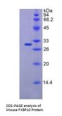 Mouse FK506 Binding Protein 10 (FKBP10) Protein