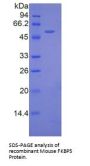 Mouse FK506 Binding Protein 5 (FKBP5) Protein