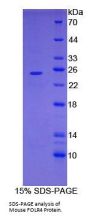 Mouse Folate Receptor Delta (FOLR4) Protein