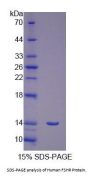 Human Follicle Stimulating Hormone Receptor (FSHR) Protein