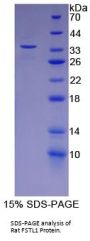 Rat Follistatin Like Protein 1 (FSTL1) Protein