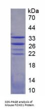 Mouse Forkhead Box Protein O1 (FOXO1) Protein