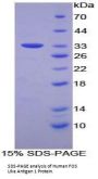 Human FOS Like Antigen 1 (FOSL1) Protein