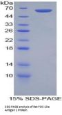 Rat FOS Like Antigen 1 (FOSL1) Protein
