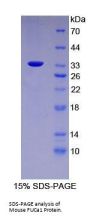 Mouse Tissue Alpha-L-Fucosidase (FUCA1) Protein