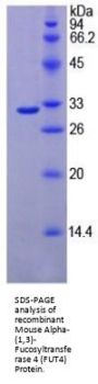 Mouse Alpha-(1,3)-Fucosyltransferase 4 (FUT4) Protein