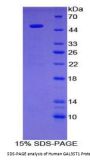 Human Galactose-3-O-Sulfotransferase 1 (GAL3ST1) Protein