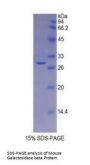 Mouse Beta-Galactosidase (GLB1) Protein