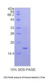 Mouse Galectin 2 (LGALS2) Protein