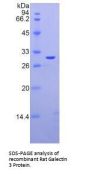 Rat Galectin 3 (LGALS3) Protein