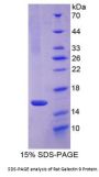 Rat Galectin 9 (LGALS9) Protein