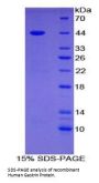 Human Gastrin (GT) Protein