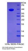 Mouse Gastrin (GT) Protein