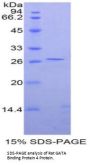 Rat GATA Binding Protein 4 (GATA4) Protein