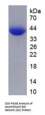 Rat Gelsolin (GSN) Protein