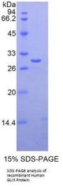 Human GLI Family Zinc Finger Protein 3 (GLI3) Protein
