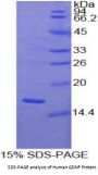 Human Glial Cell Line Derived Neurotrophic Factor (GDNF) Protein
