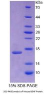 Mouse Glial Cell Line Derived Neurotrophic Factor (GDNF) Protein