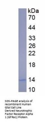 Human Glial Cell Line Derived Neurotrophic Factor Receptor Alpha 1 (GFRa1) Protein