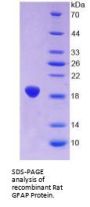 Rat Glial Fibrillary Acidic Protein (GFAP) Protein