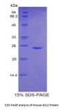 Mouse Glutamate Cysteine Ligase, Catalytic (GCLC) Protein