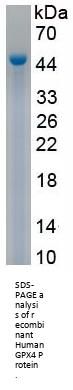 Human Glutathione Peroxidase 4 (GPX4) Protein