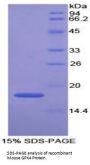 Mouse Glutathione Peroxidase 4 (GPX4) Protein