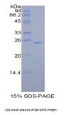Rat Glutathione Peroxidase 5 (GPX5) Protein