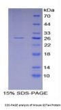 Mouse Glutathione S Transferase Alpha 4 (GSTa4) Protein