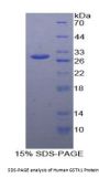 Human Glutathione S Transferase Kappa 1 (GSTk1) Protein