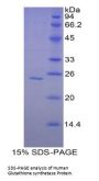 Human Glutathione Synthetase (GSS) Protein