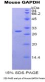 Mouse Glyceraldehyde-3-Phosphate Dehydrogenase (GAPDH) Protein