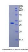 Mouse Chitinase-3-Like Protein 1 (CHI3L1) Protein
