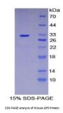 Mouse Glycoprotein 5 (GP5) Protein