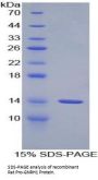 Rat Progonadoliberin 1 (GNRH1) Protein
