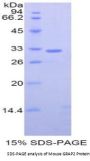Mouse GRB2 Related Adaptor Protein 2 (GRAP2) Protein