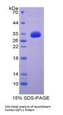 Human Growth Differentiation Factor 11 (GDF11) Protein